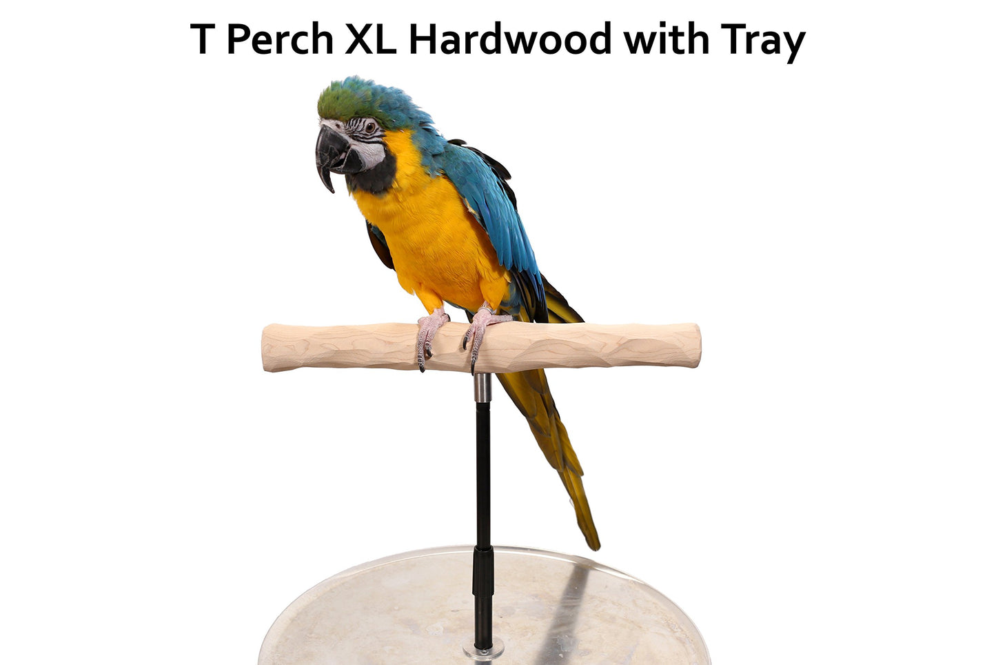 XL Parrot Training Perch with Potty Tray