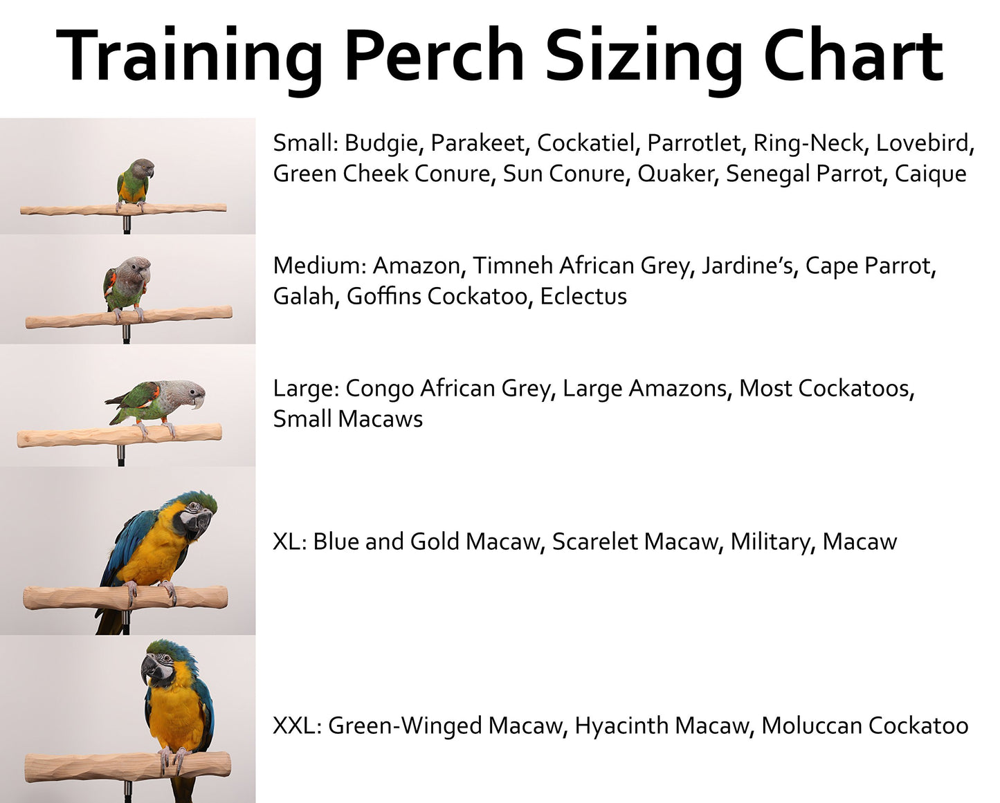 XL Parrot Training Perch with Potty Tray
