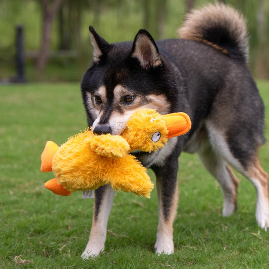 Duck Crinkle Dog Toy