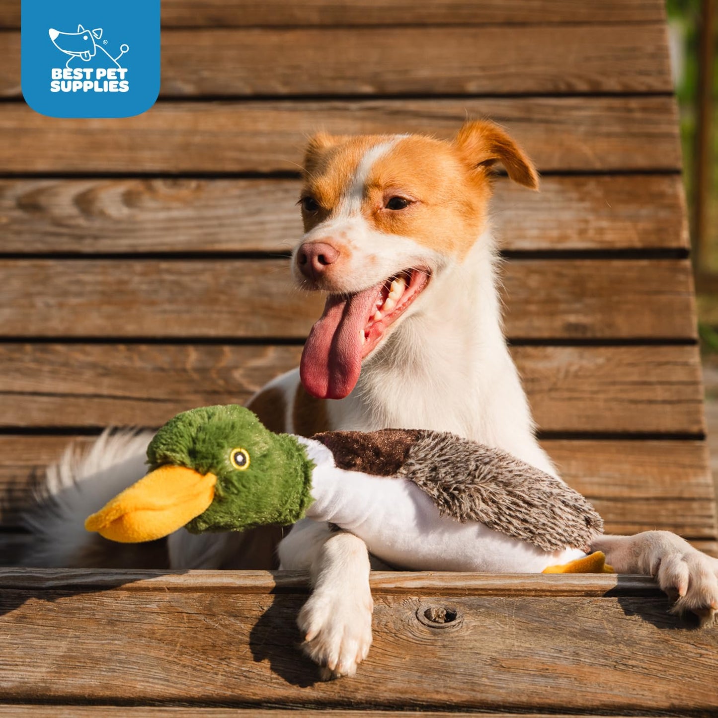 Duck Crinkle Dog Toy