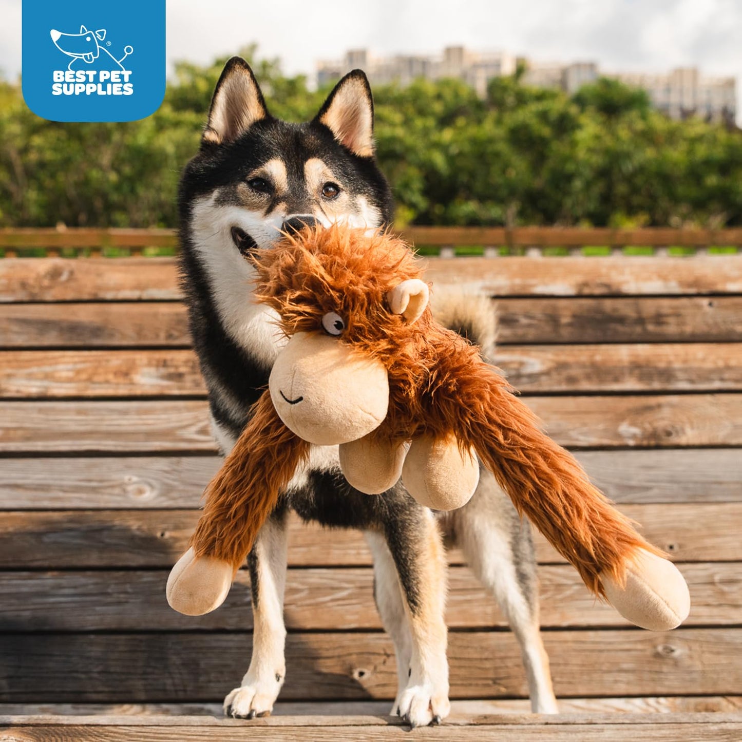 Duck Crinkle Dog Toy