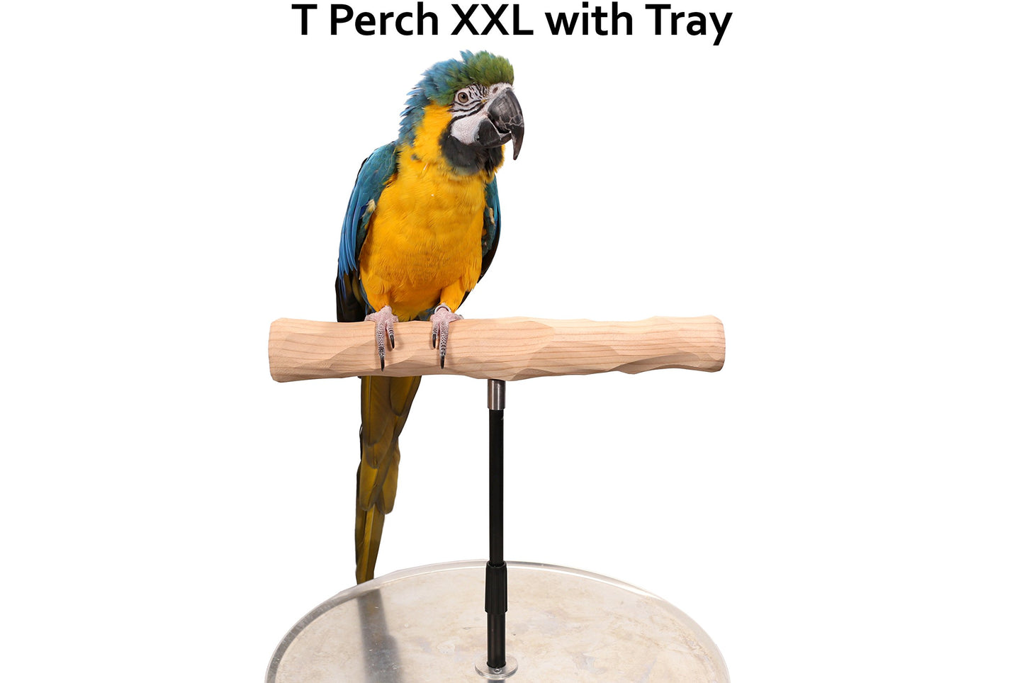 XL Parrot Training Perch with Potty Tray