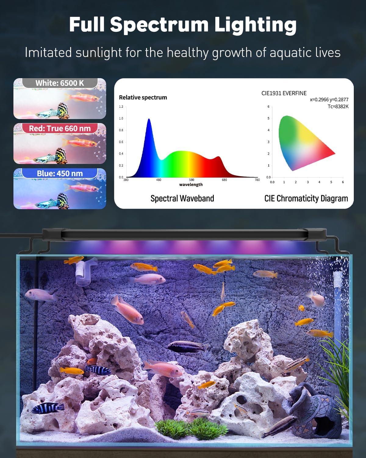 5 Gallon Rimless Aquarium Kit