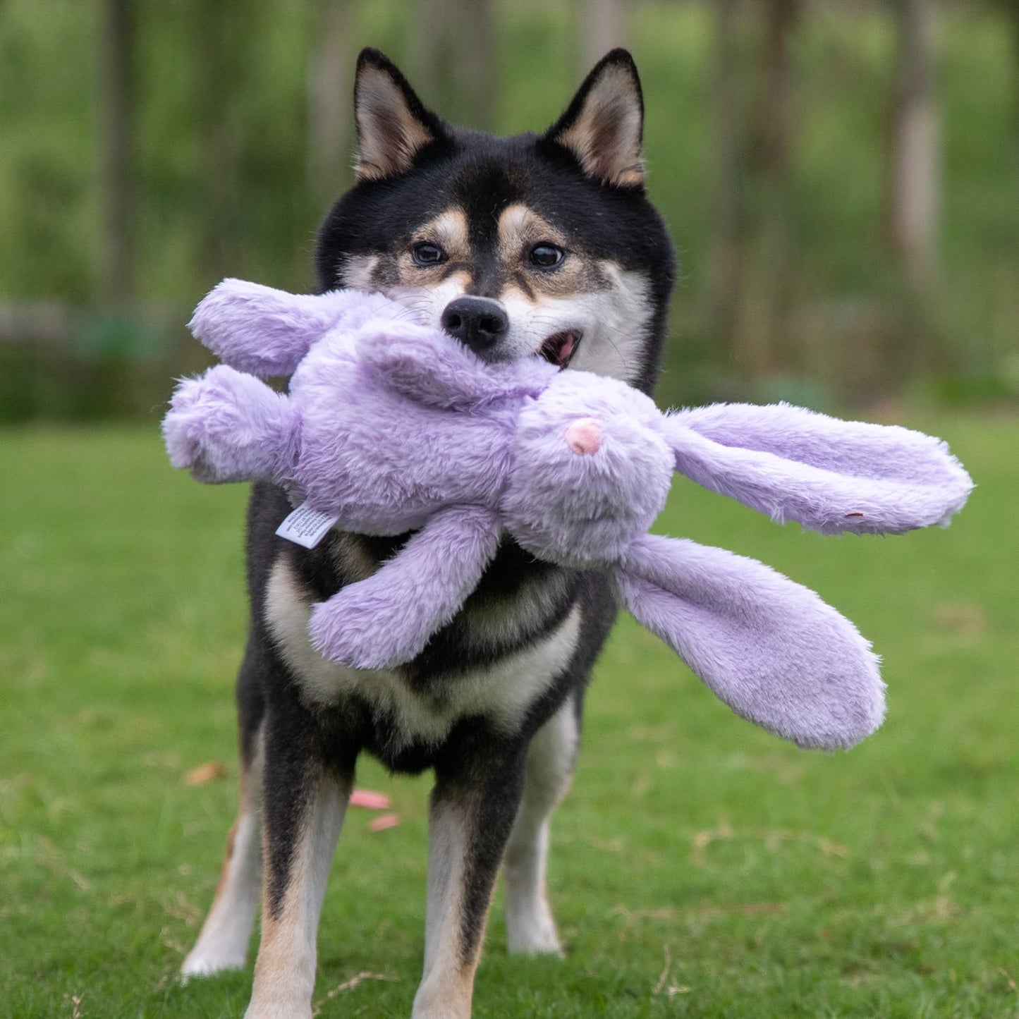 Duck Crinkle Dog Toy
