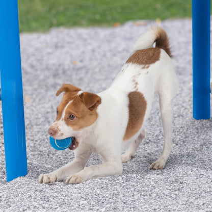 Duck Crinkle Dog Toy